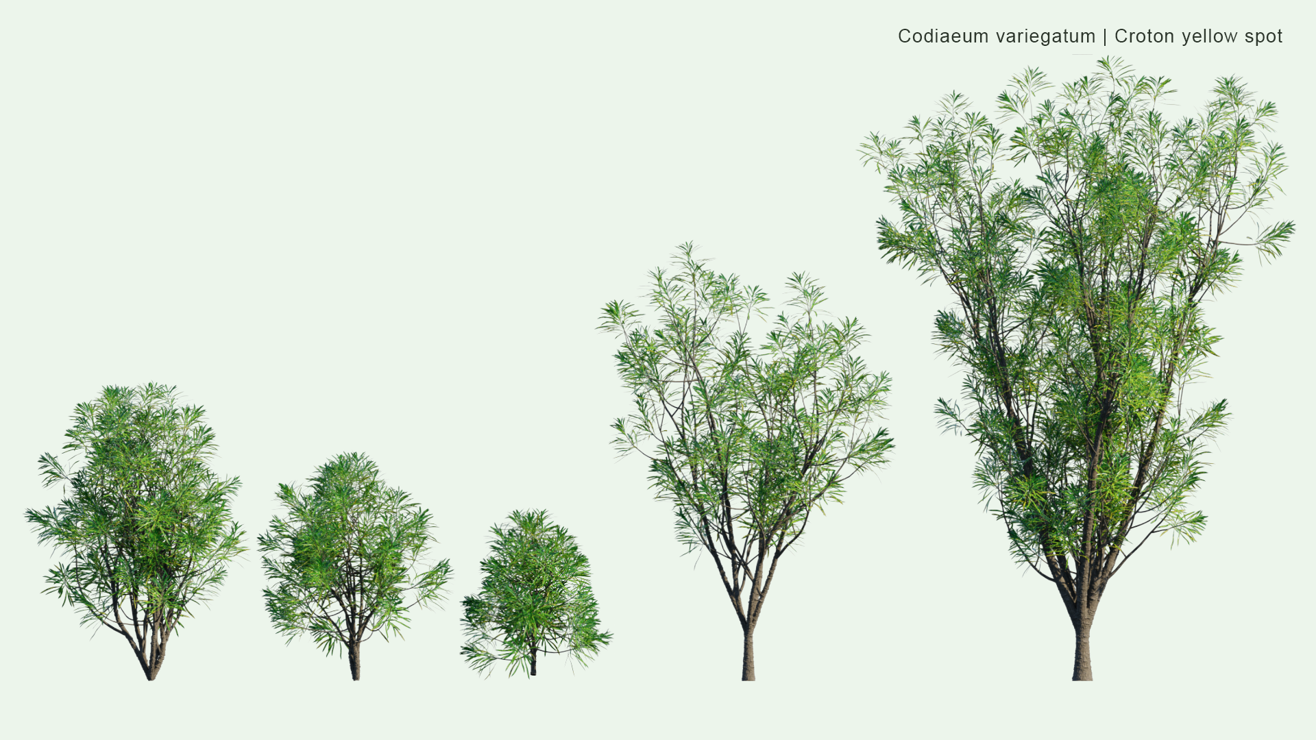 2D Codiaeum Variegatum - Croton Yellow Spot