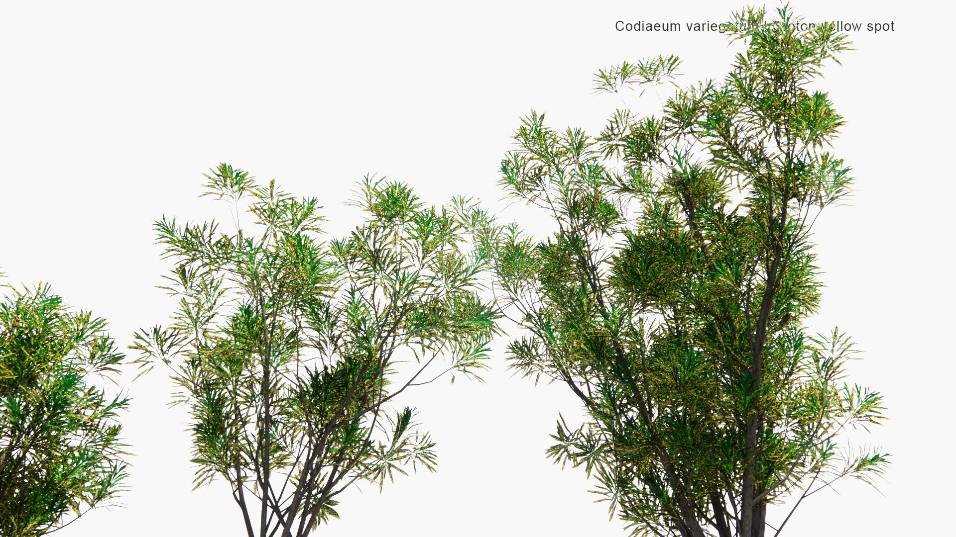 Low Poly Codiaeum Variegatum - Croton Yellow Spot (3D Model)
