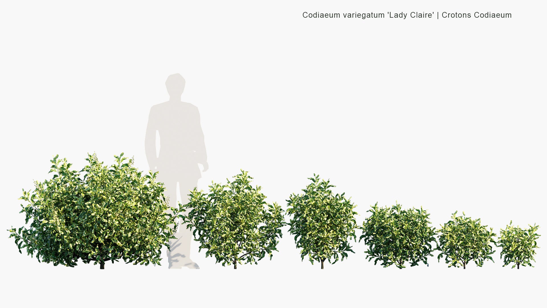 Codiaeum Variegatum 'Lady Claire' - Lady Claire Croton (3D Model)