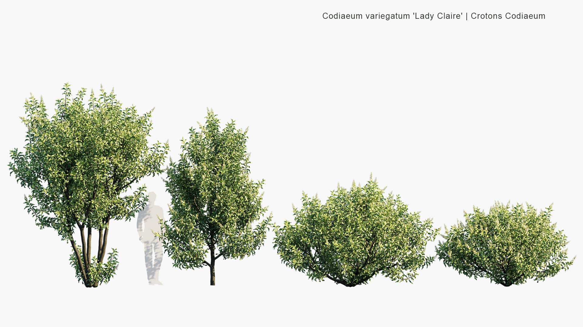 Codiaeum Variegatum 'Lady Claire' - Lady Claire Croton (3D Model)