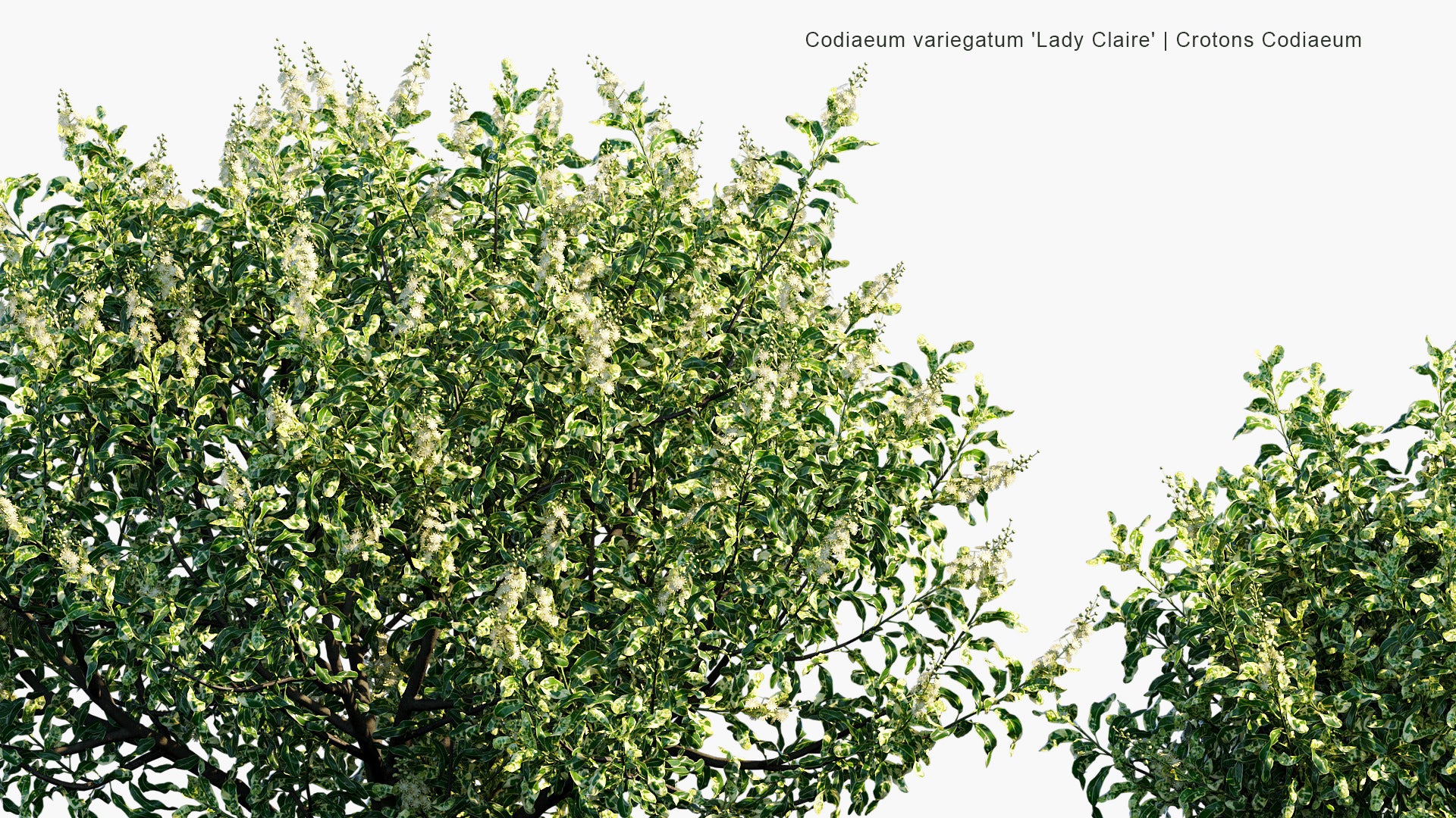 Codiaeum Variegatum 'Lady Claire' - Lady Claire Croton (3D Model)