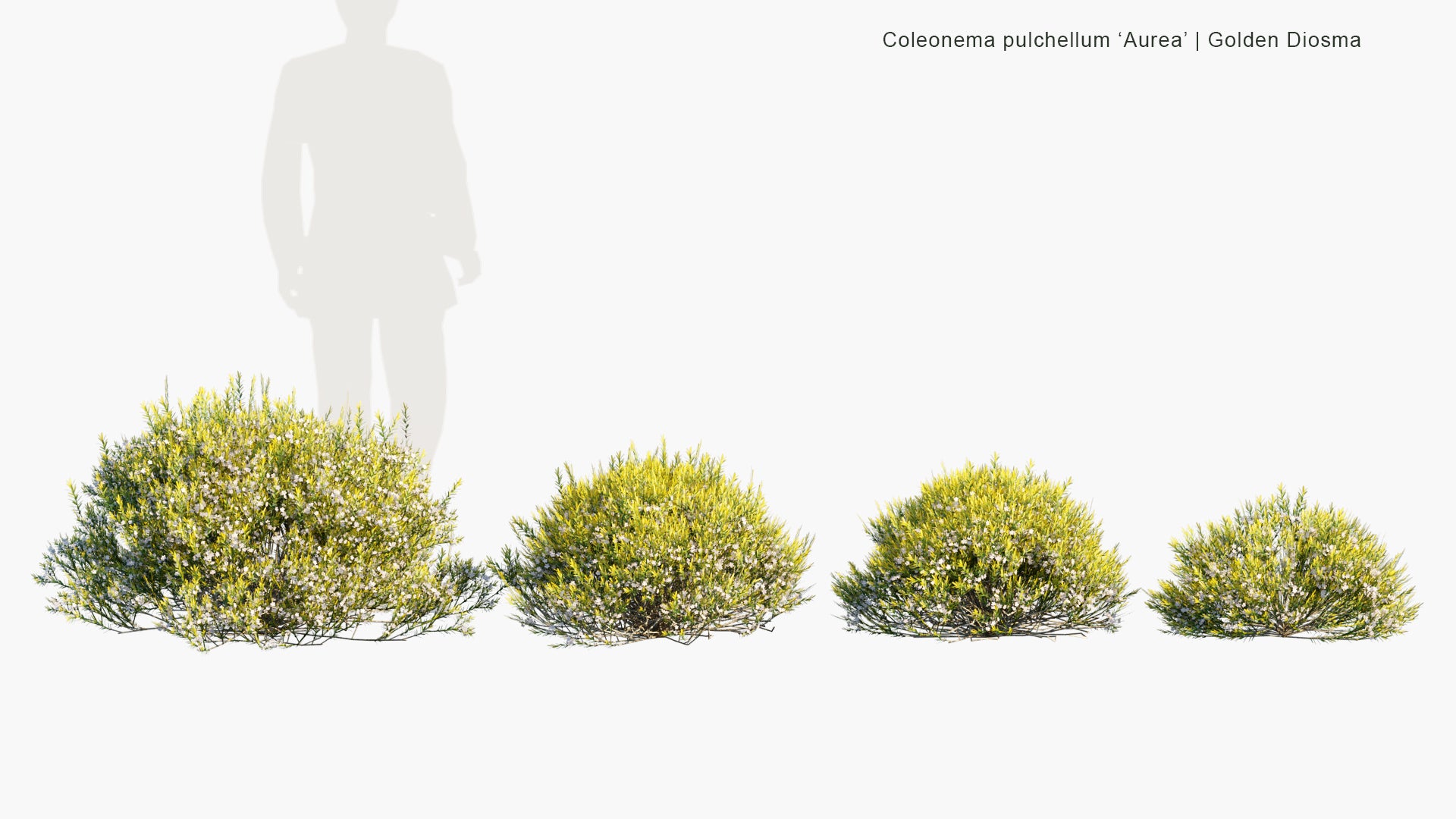 Low Poly Coleonema Pulchellum 'Aurea' - Golden Diosma (3D Model)