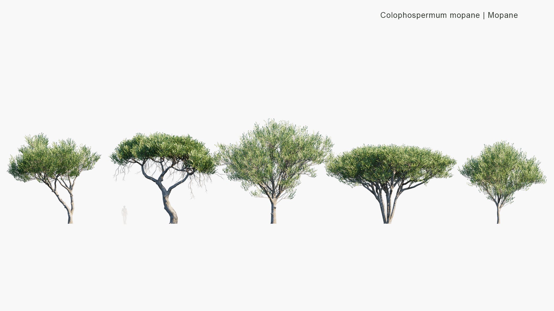Low Poly Colophospermum Mopane - Mopane, Balsam Tree, Butterfly Tree, Turpentine Tree (3D Model)