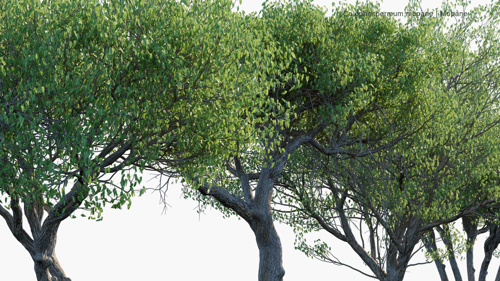 Colophospermum Mopane - Mopane, Balsam Tree, Butterfly Tree, Turpentine Tree (3D Model)
