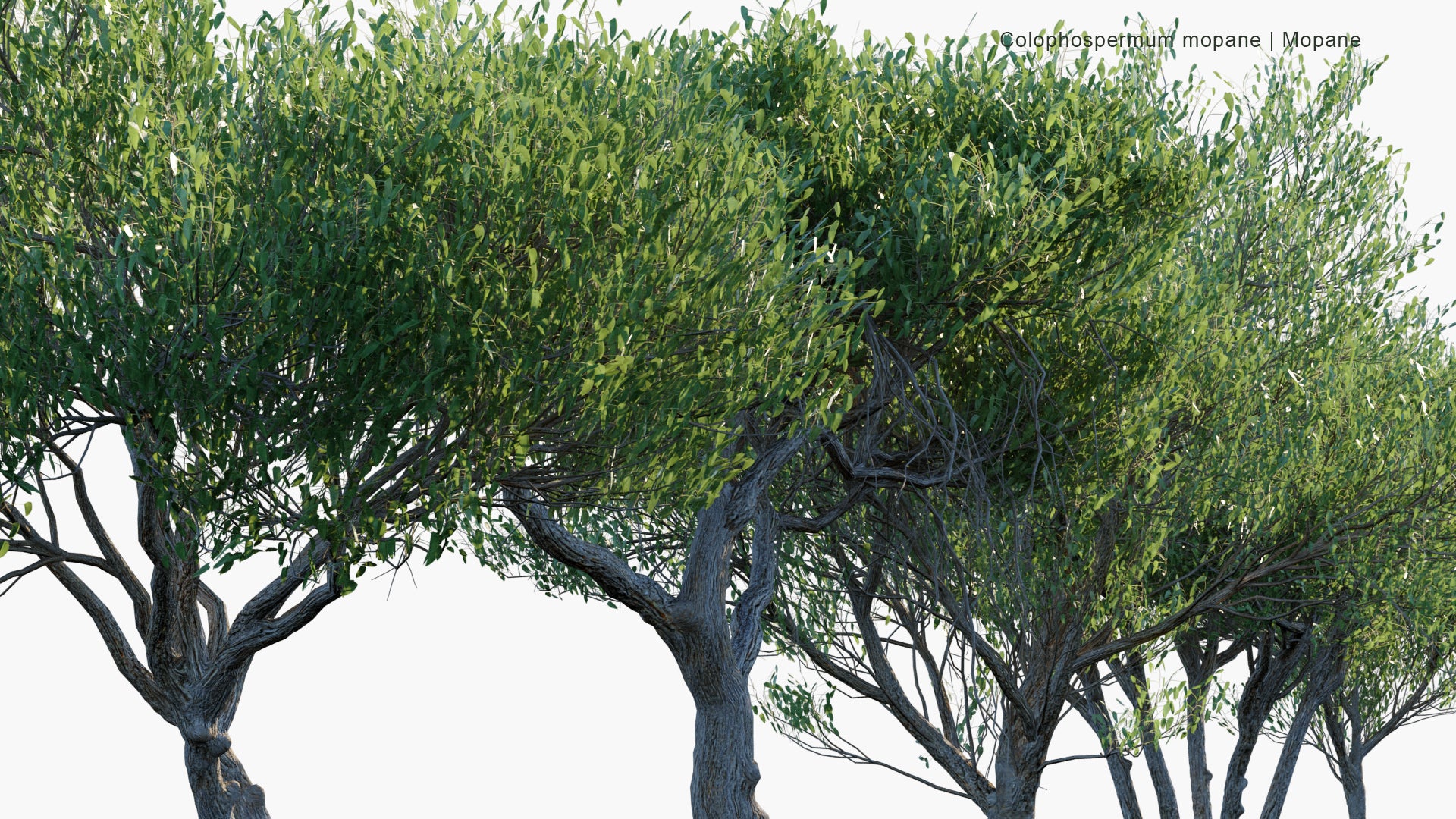 Low Poly Colophospermum Mopane - Mopane, Balsam Tree, Butterfly Tree, Turpentine Tree (3D Model)