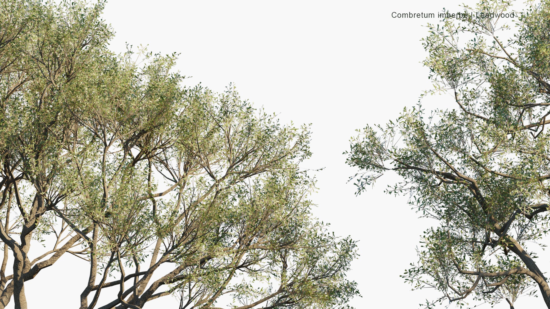 Low Poly Combretum Imberbe - Leadwood, Mhoba-Hoba (3D Model)