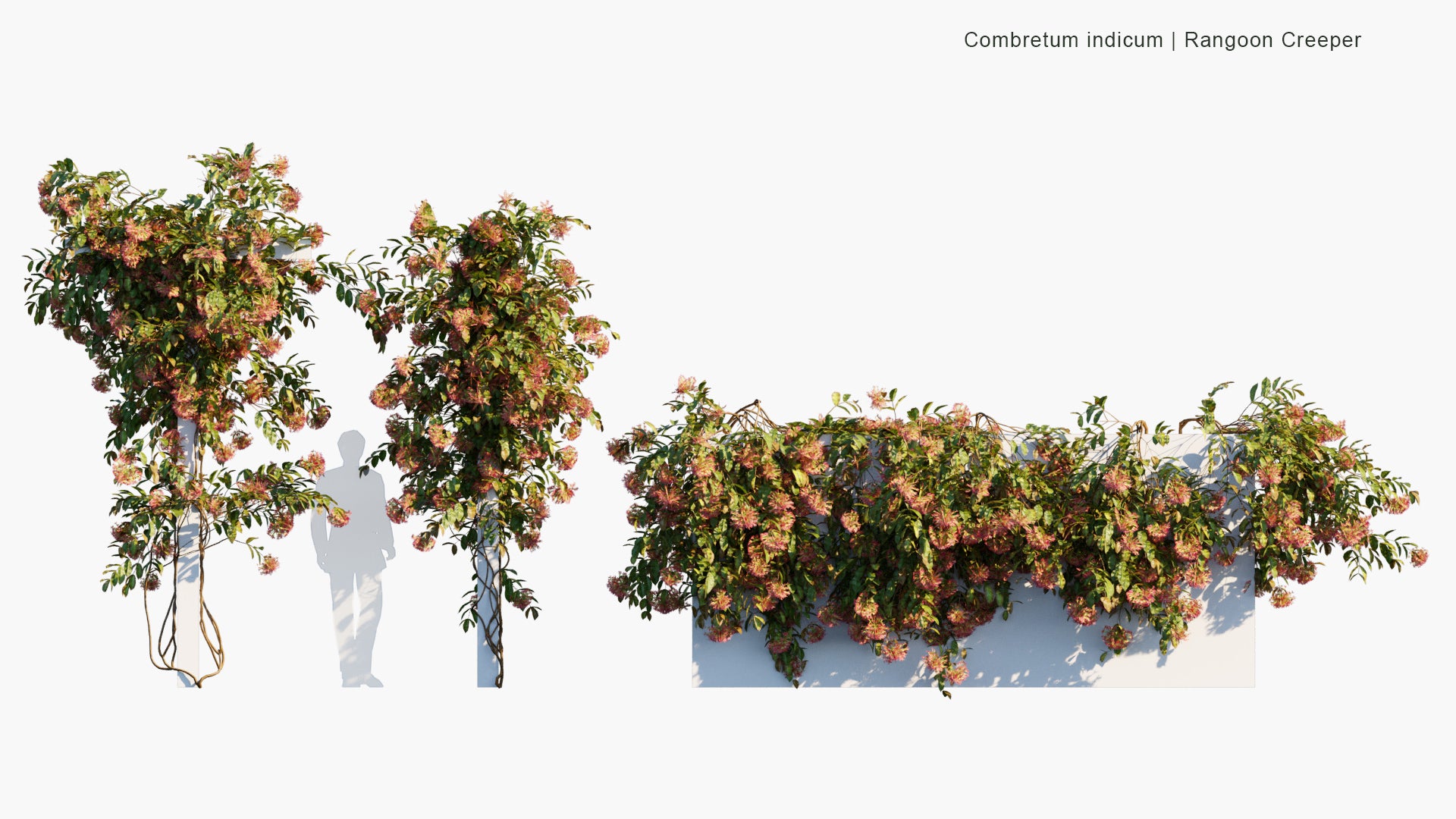 Low Poly Combretum Indicum - Rangoon Creeper (3D Model)