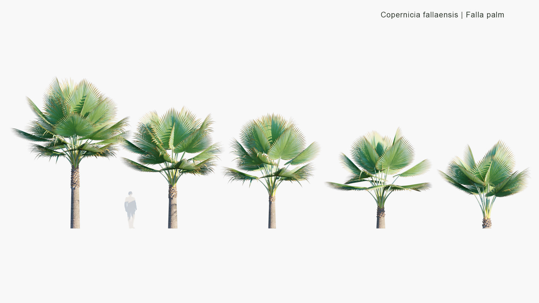 High Poly | Copernicia Fallaensis (Falla Palm) 3D Model - GlobePlants