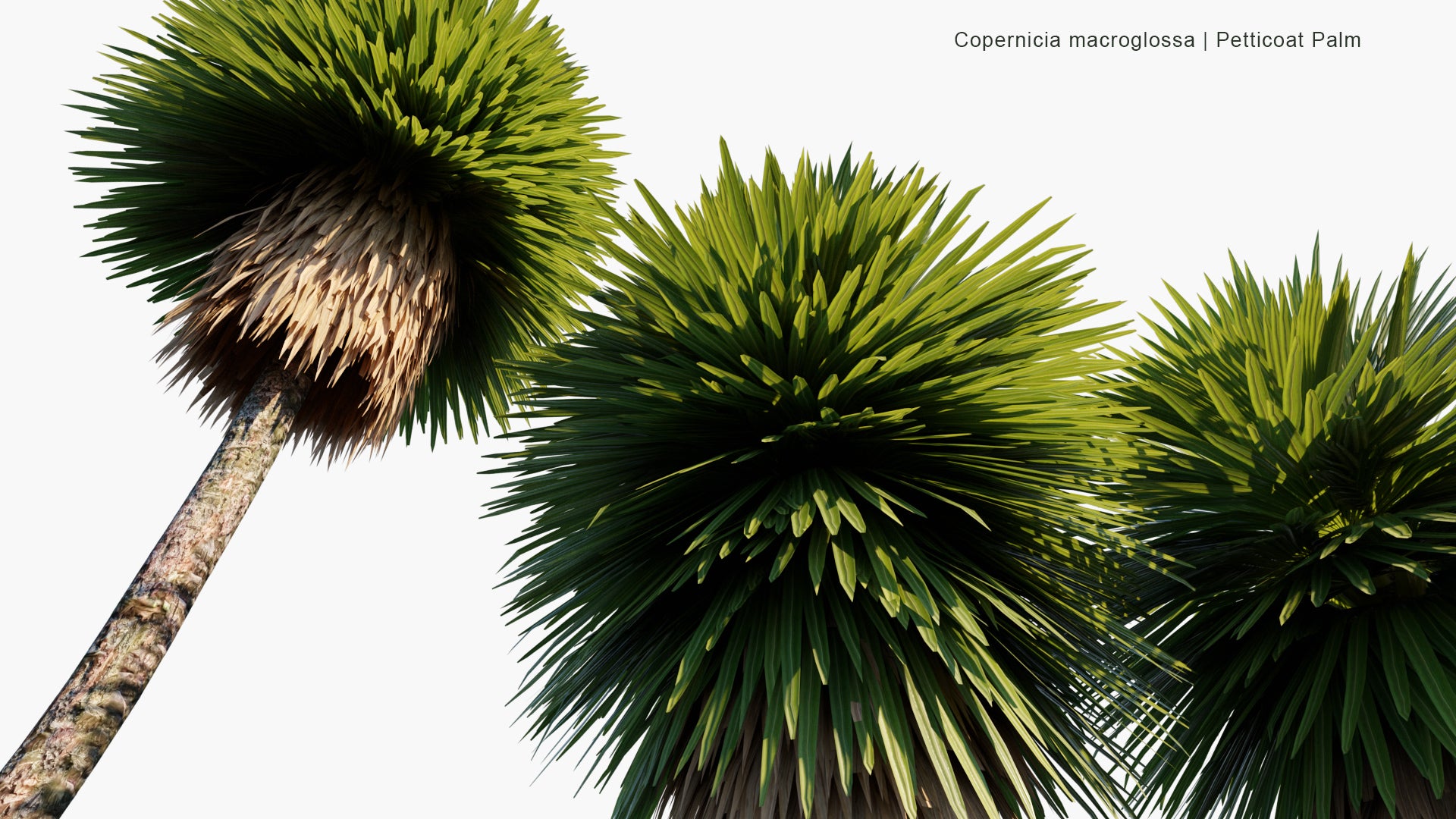 Low Poly Copernicia Macroglossa - Petticoat Palm, Jata Palm, Jata de Guanabacoa (3D Model)