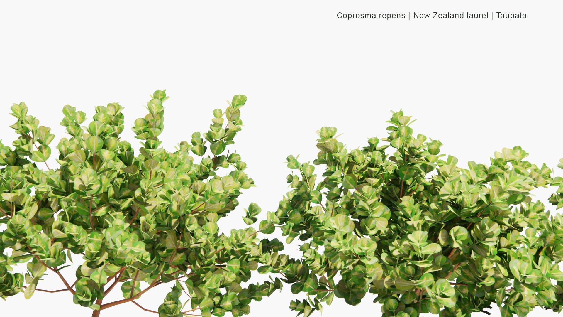 Low Poly Coprosma Repens - New Zealand Laurel, Taupata, Tree Bedstraw, Mirror Bush, Looking-Glass Bush, Shiny Leaf (3D Model)