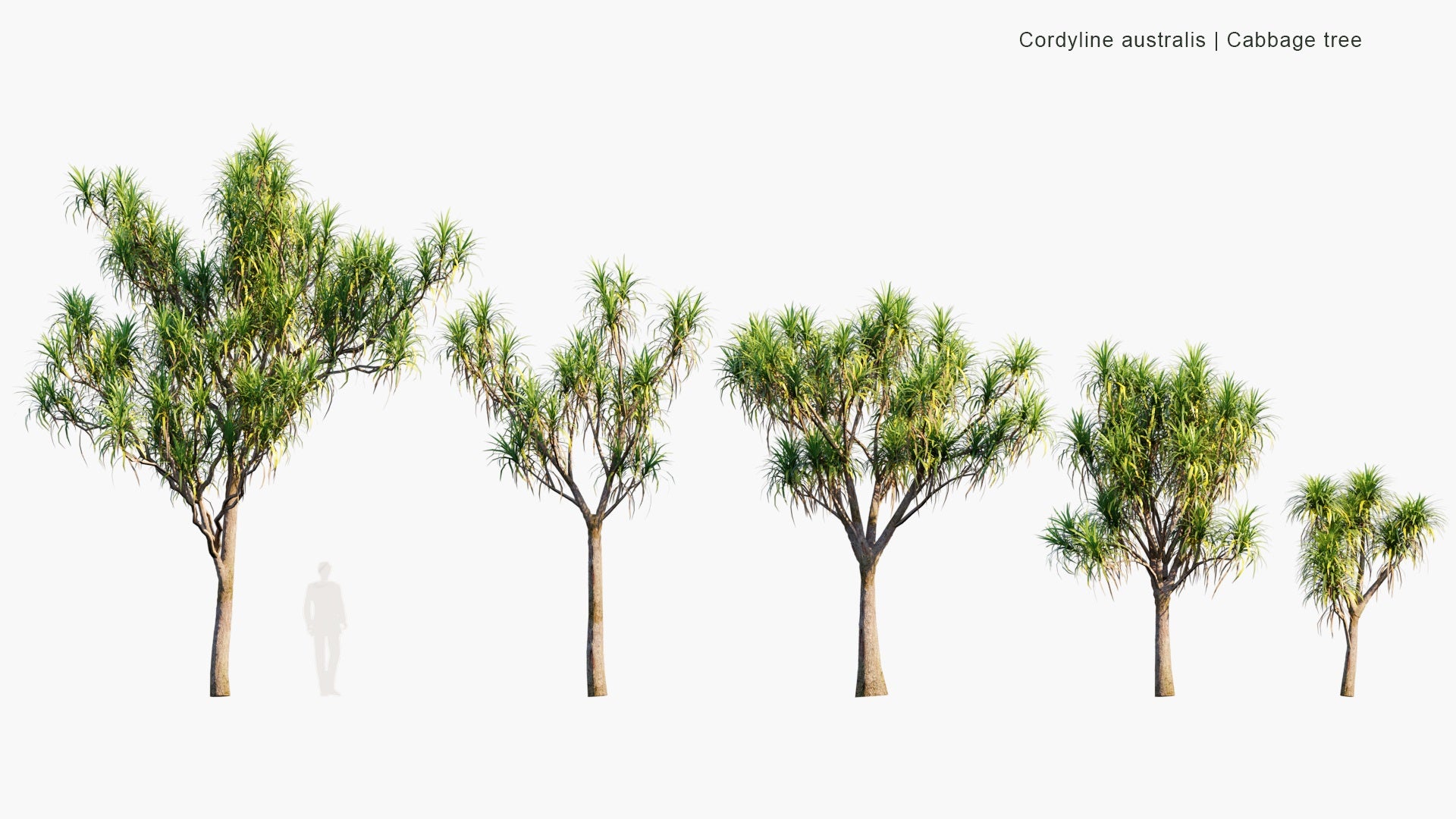 Low Poly Cordyline Australis - Cabbage Tree, Ti Kouka (3D Model)