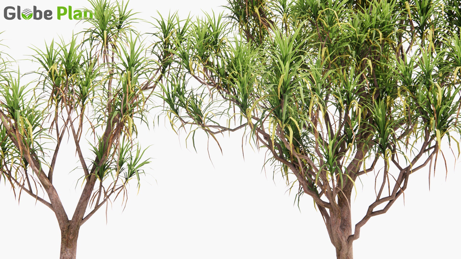 Low Poly Cordyline Australis - Cabbage Tree, Ti Kouka (3D Model)