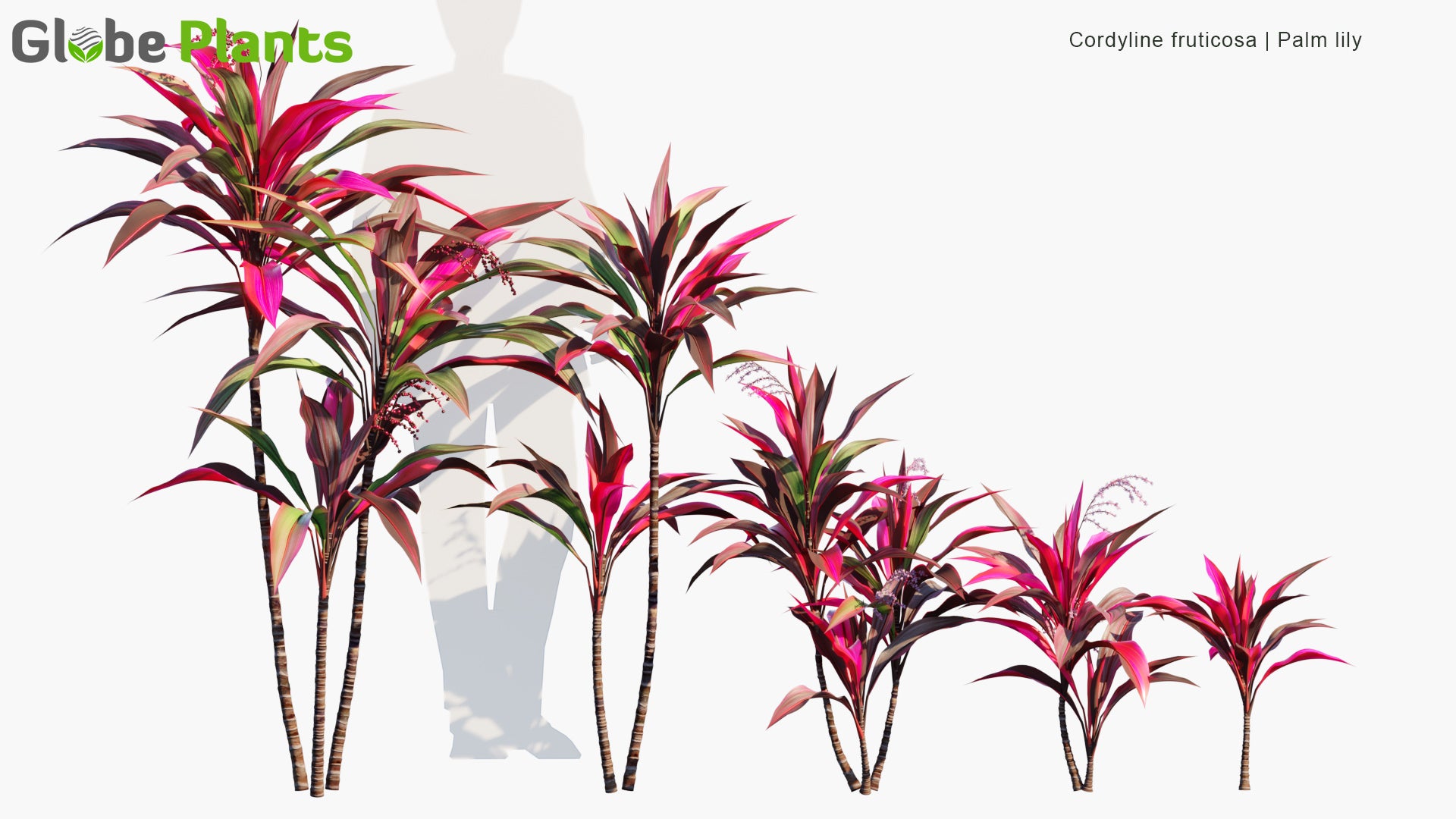 Low Poly Cordyline Fruticosa - Ti Plant, Palm Lily, Cabbage Palm (3D Model)