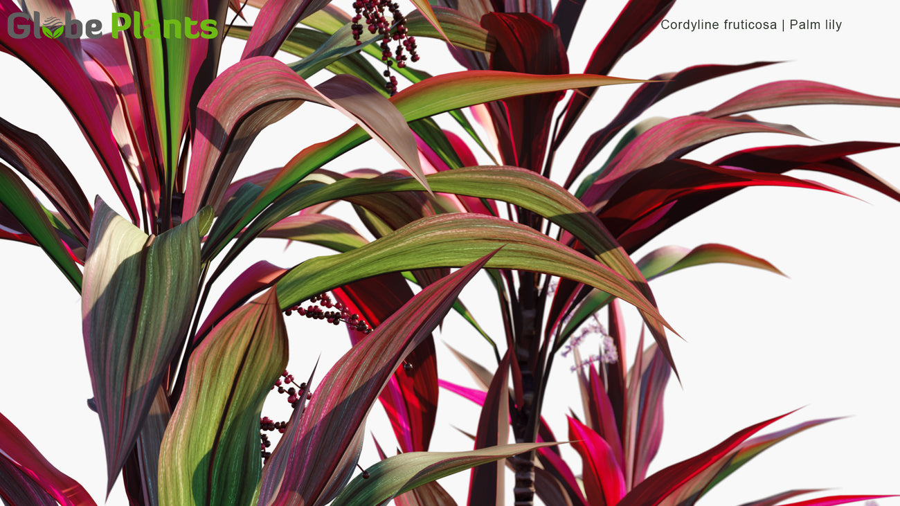 Cordyline Fruticosa - Ti Plant, Palm Lily, Cabbage Palm