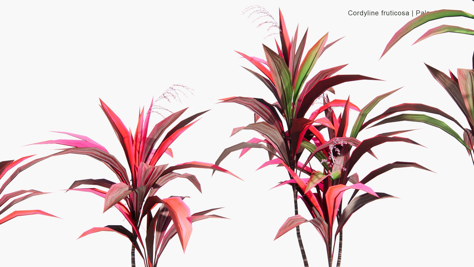Low Poly Cordyline Fruticosa - Ti Plant, Palm Lily, Cabbage Palm (3D Model)