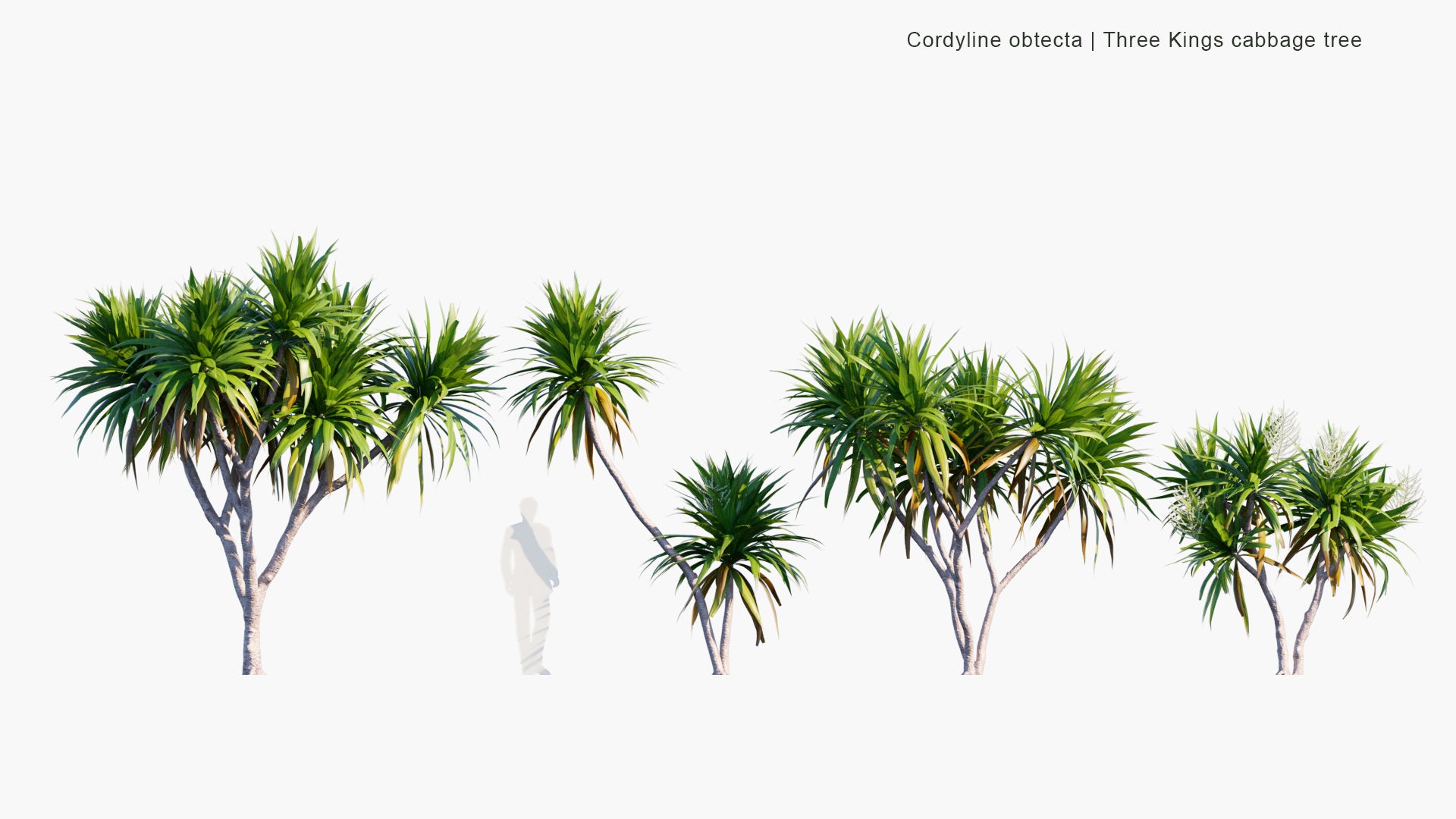 Cordyline Obtecta - Ti, Norfolk Island Cabbage Tree, Three Kings Cabbage Tree (3D Model)