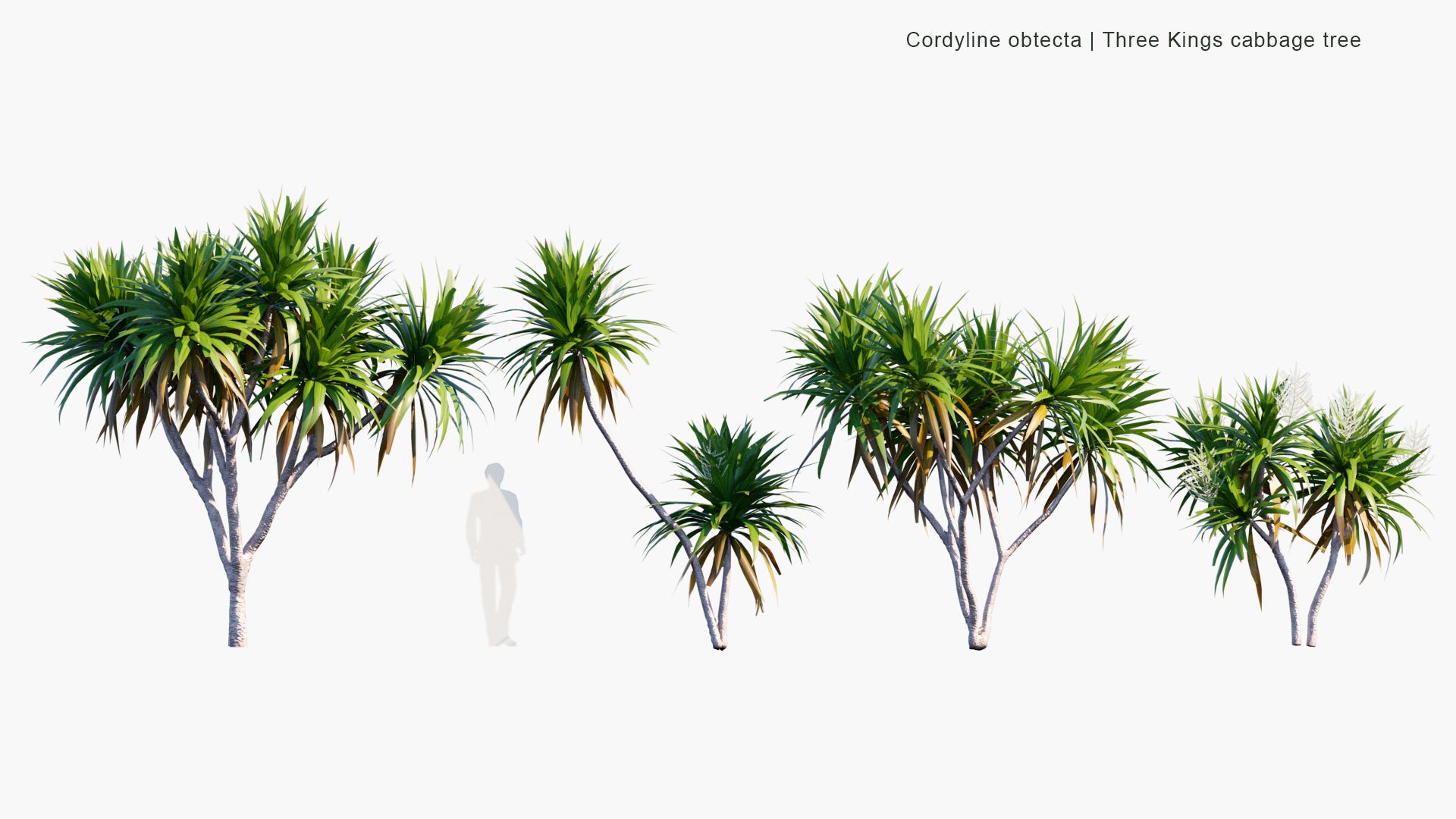 Low Poly Cordyline Obtecta - Ti, Norfolk Island Cabbage Tree, Three Kings Cabbage Tree (3D Model)