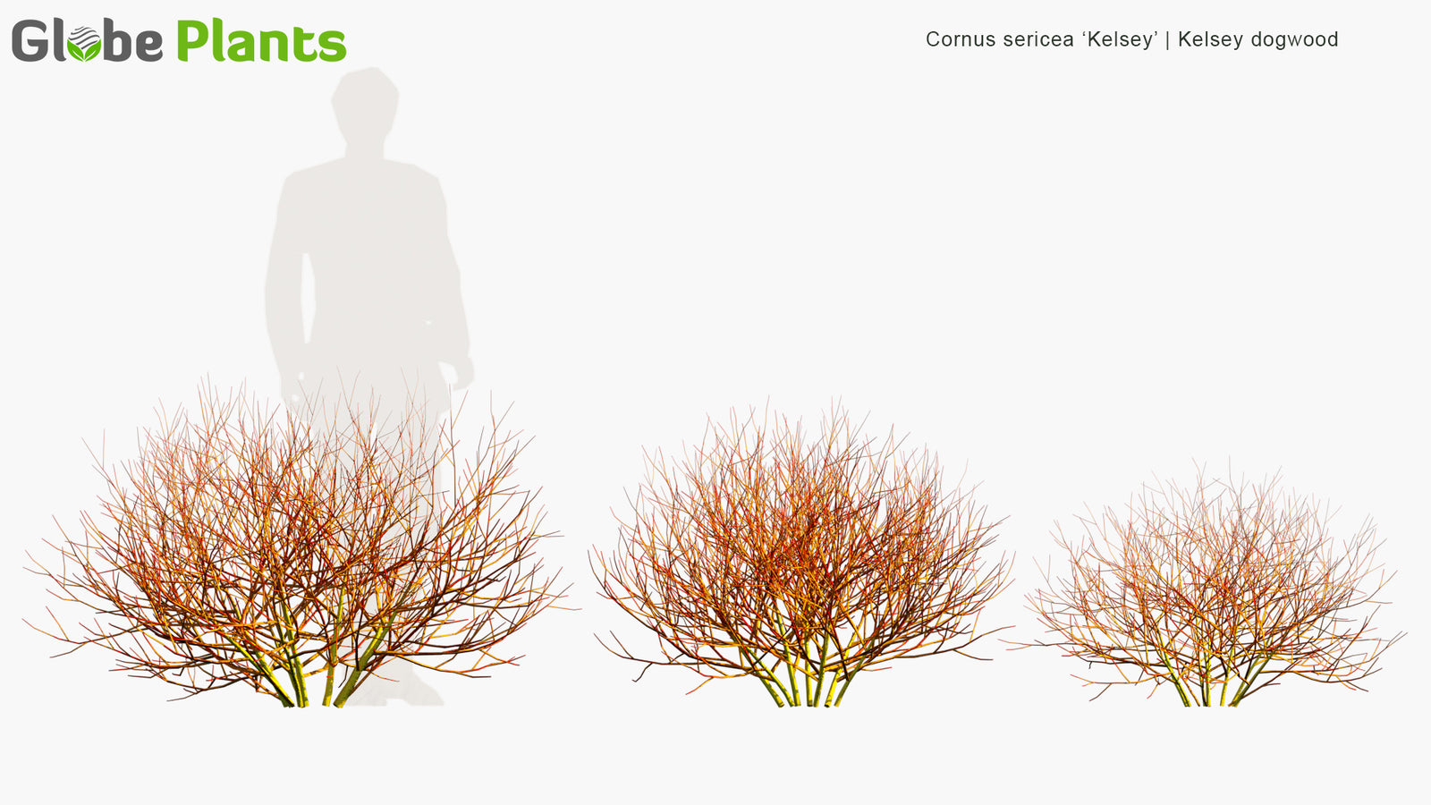 Low Poly | Cornus Sericea 'Kelsey' (Kelsey Dogwood) 3D Model