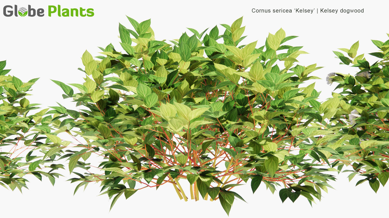 Low Poly | Cornus Sericea 'Kelsey' (Kelsey Dogwood) 3D Model