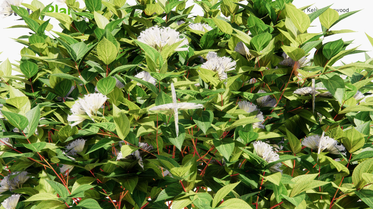 Low Poly | Cornus Sericea 'Kelsey' (Kelsey Dogwood) 3D Model