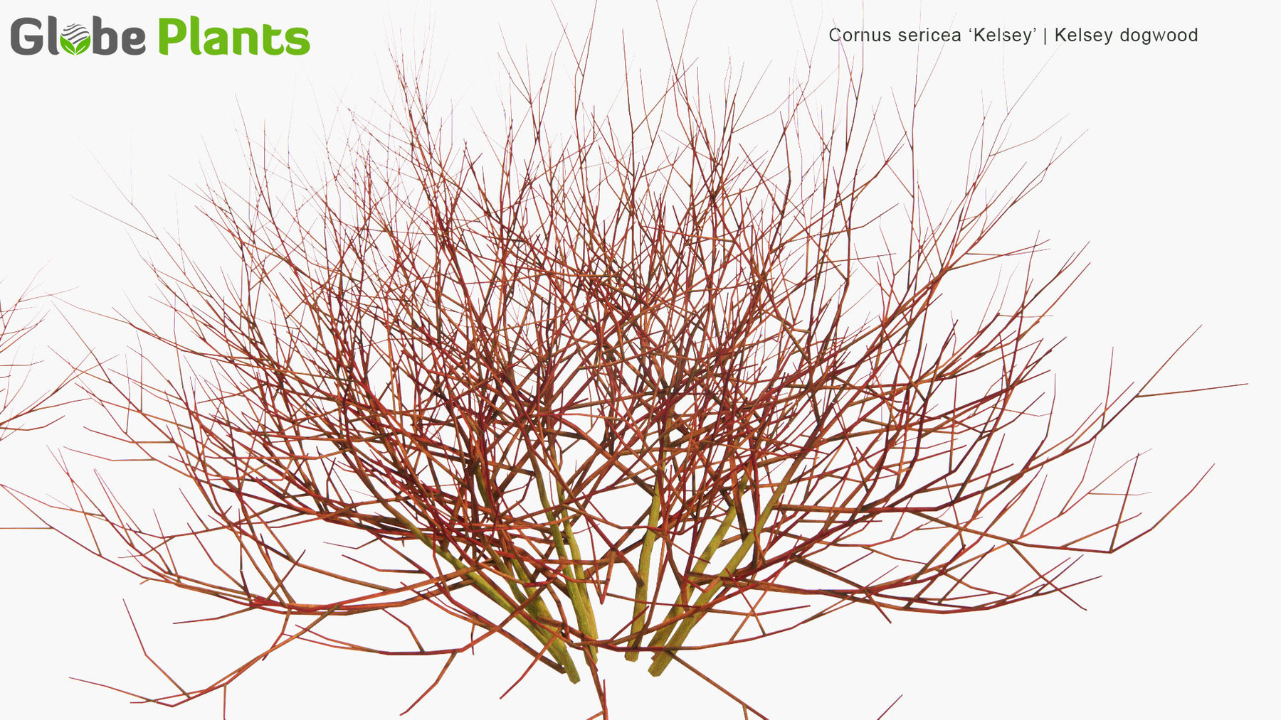 Low Poly | Cornus Sericea 'Kelsey' (Kelsey Dogwood) 3D Model