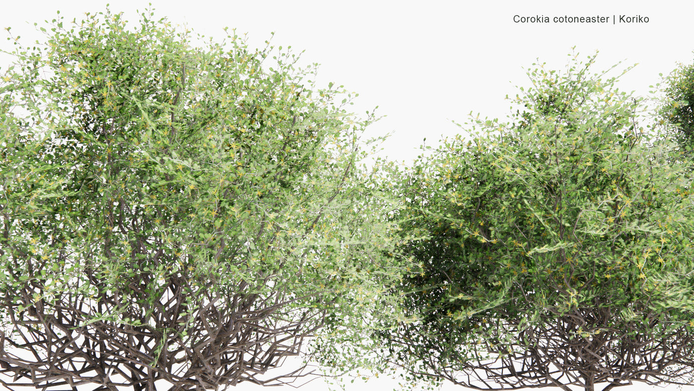 Low Poly | Corokia Cotoneaster (Koriko) 3D Model - GlobePlants