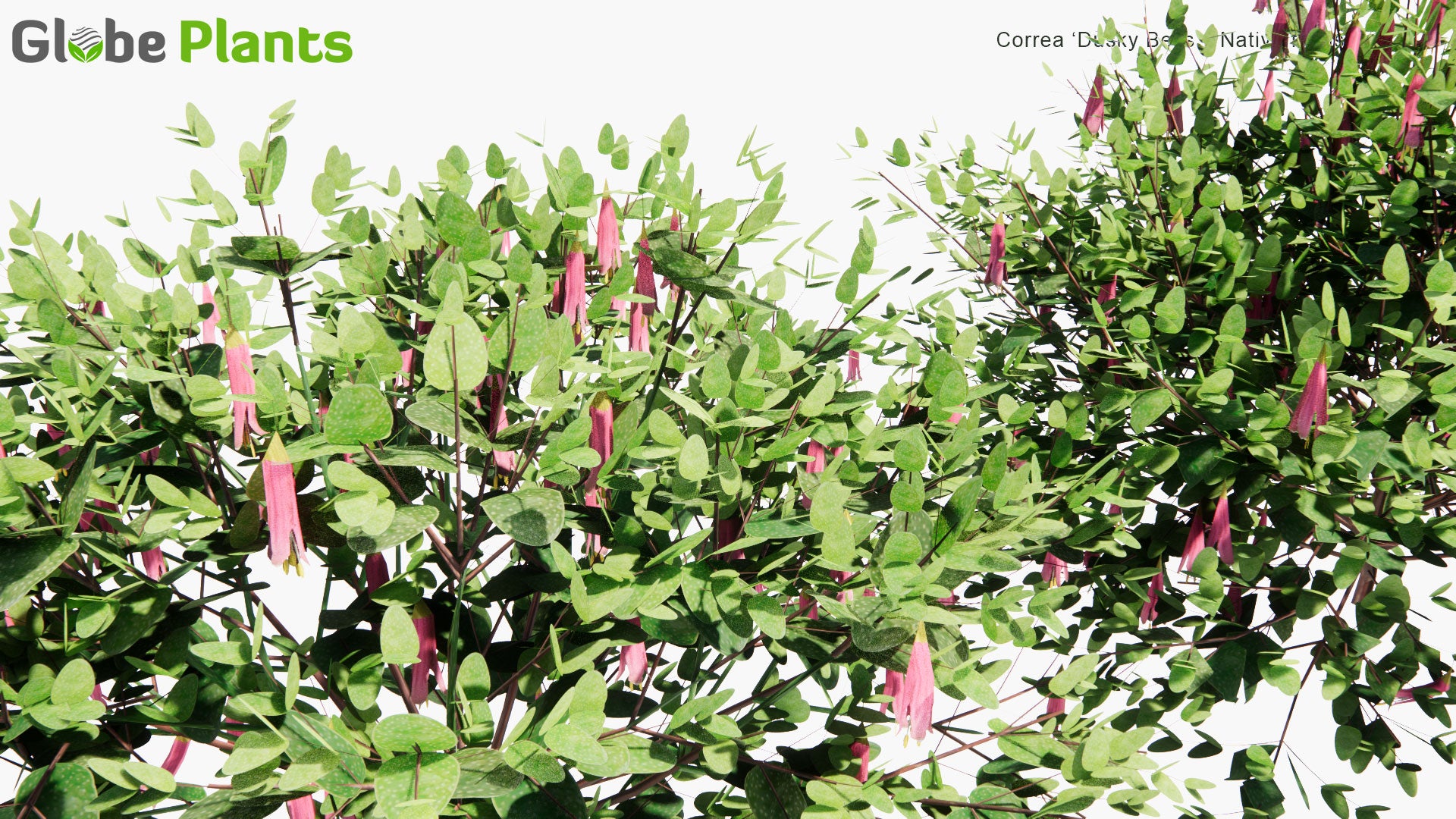 Low Poly Correa 'Dusky Bells' - Native Fuchsia (3D Model)