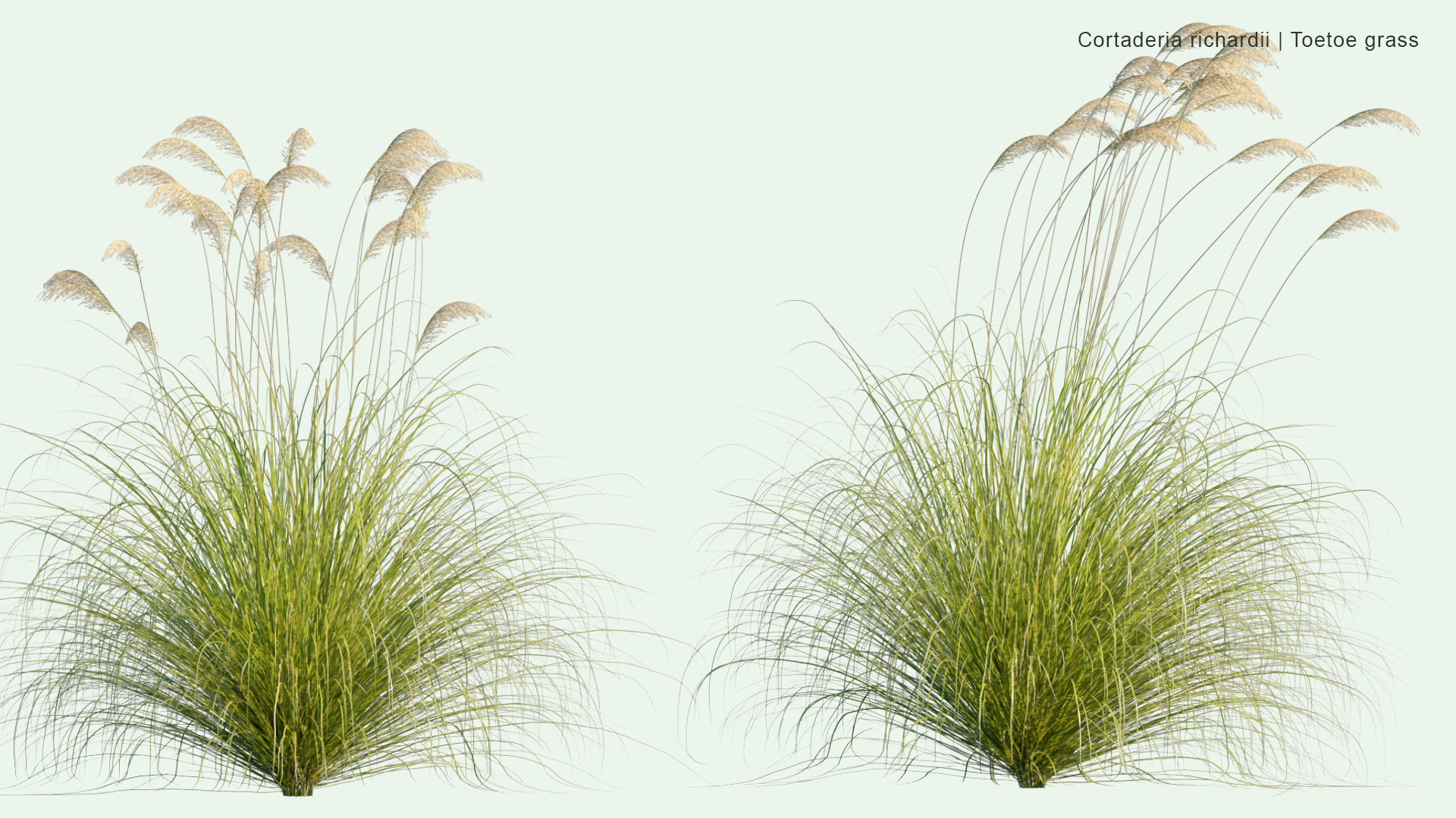 2D Cortaderia Richardii - Toetoe Grass