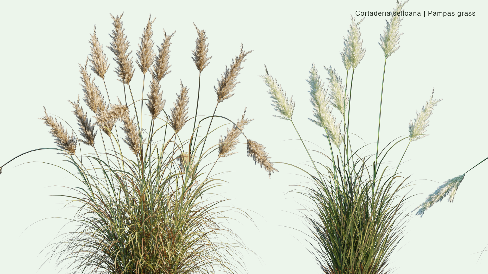 2D Cortaderia Selloana - Pampas Grass