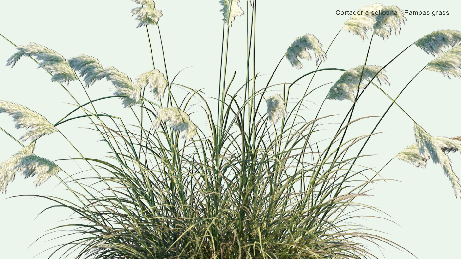 2D Cortaderia Selloana - Pampas Grass