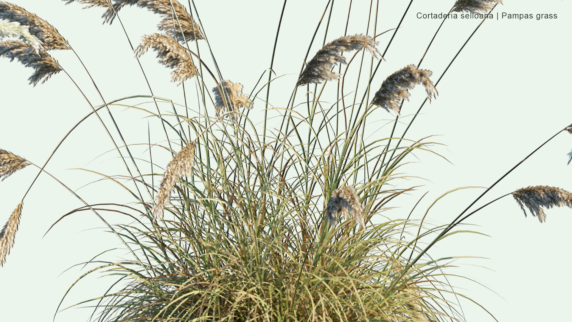 2D Cortaderia Selloana - Pampas Grass