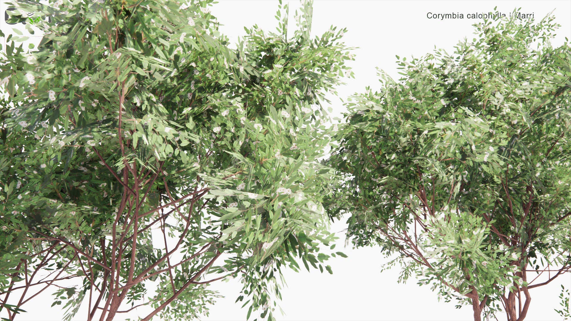 Low Poly Corymbia Calophylla - Red Gum, Marri (3D Model)