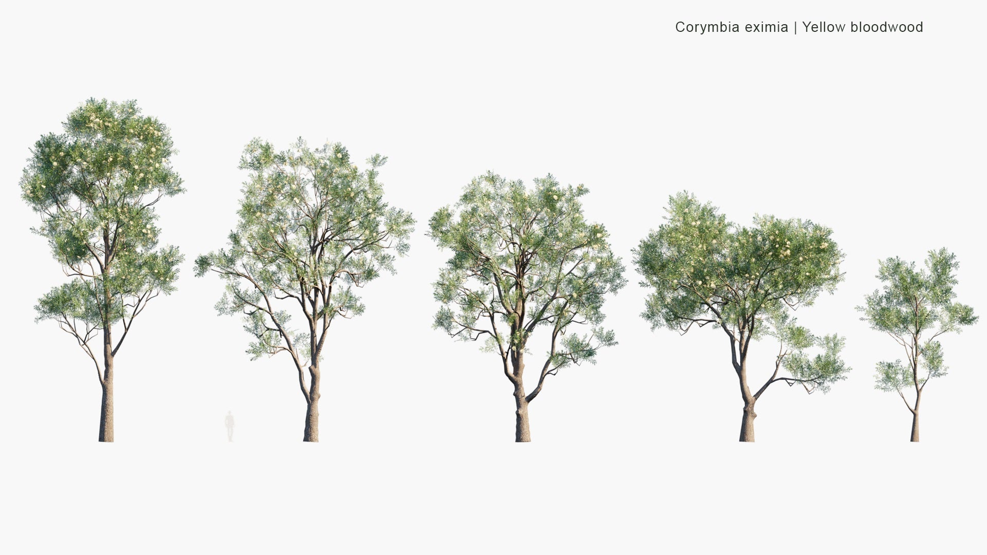 Low Poly Corymbia Eximia - Yellow Bloodwood (3D Model)