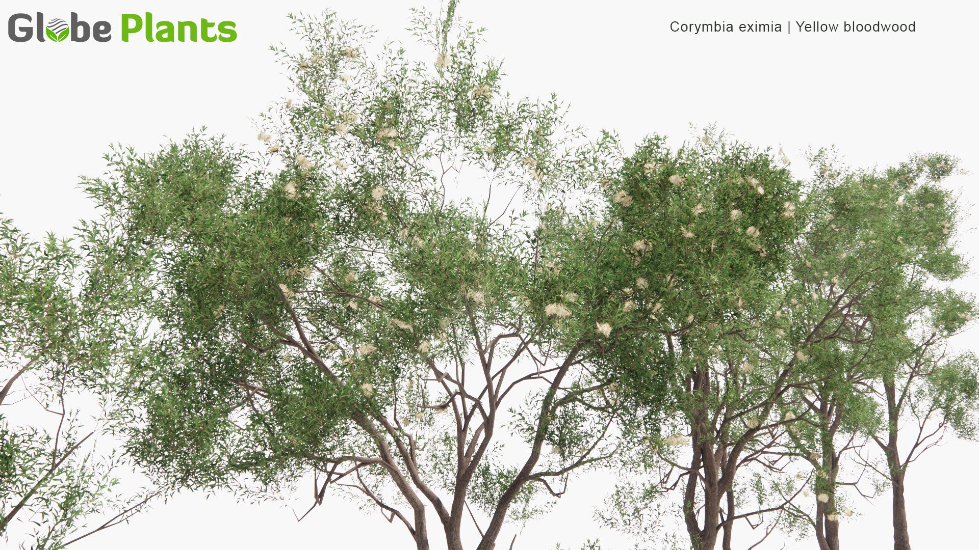 Low Poly Corymbia Eximia - Yellow Bloodwood (3D Model)