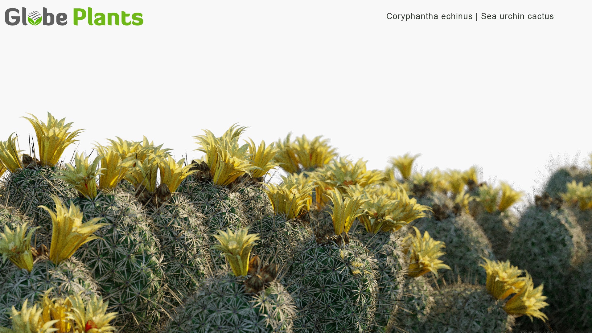 Low Poly Coryphantha Echinus - Sea Urchin Cactus, Hedgehog Cory Cactus, Rhinoceros Cactus (3D Model)