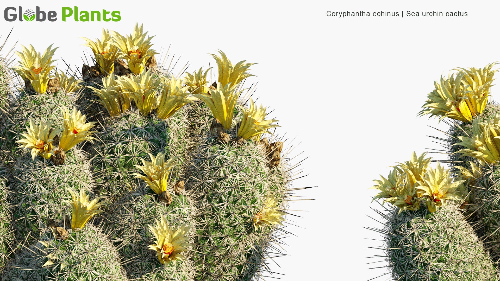 Low Poly Coryphantha Echinus - Sea Urchin Cactus, Hedgehog Cory Cactus, Rhinoceros Cactus (3D Model)