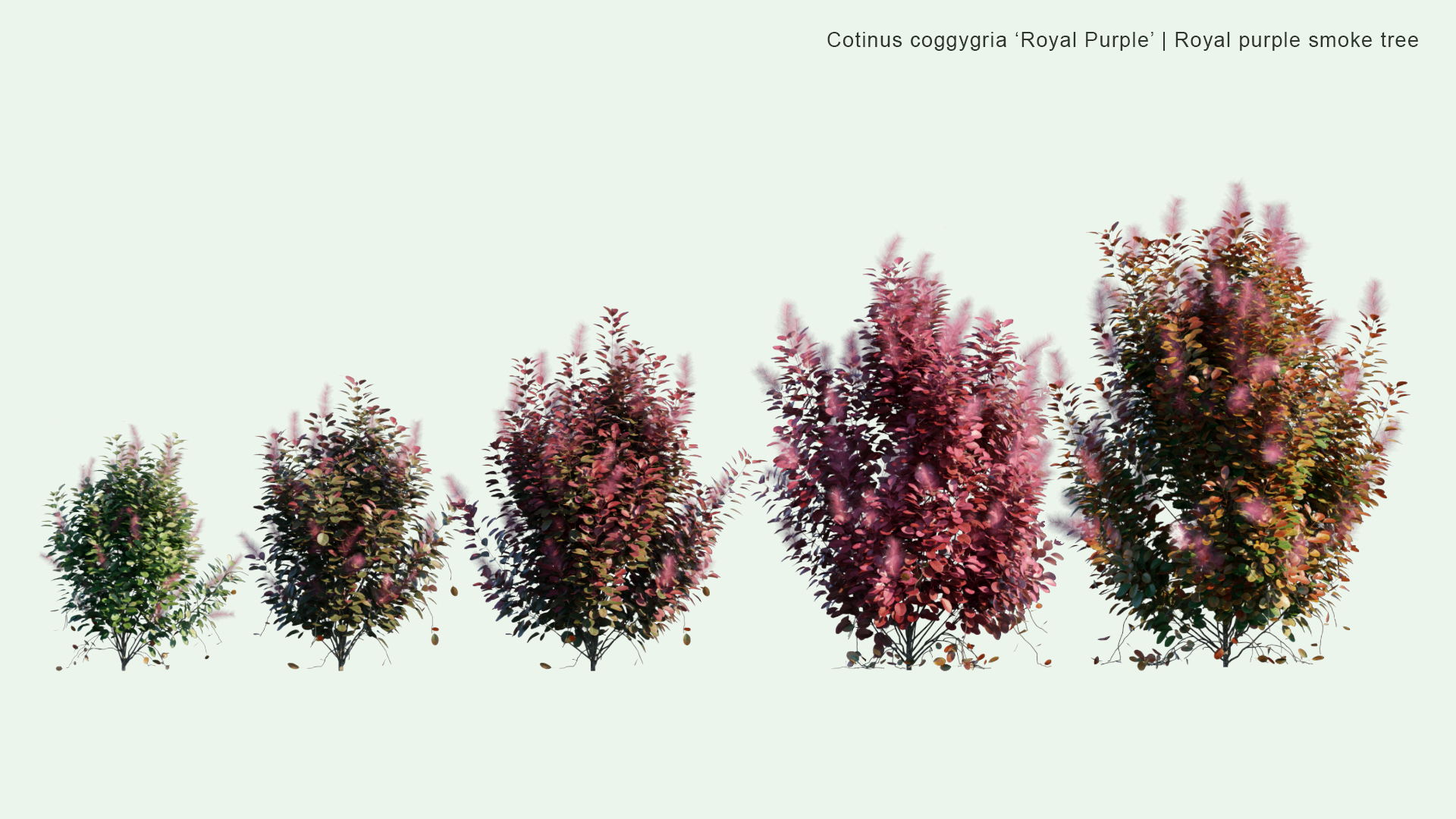 2D Cotinus Coggygria 'Royal Purple' - Royal Purple Smoke Tree, Smokebush