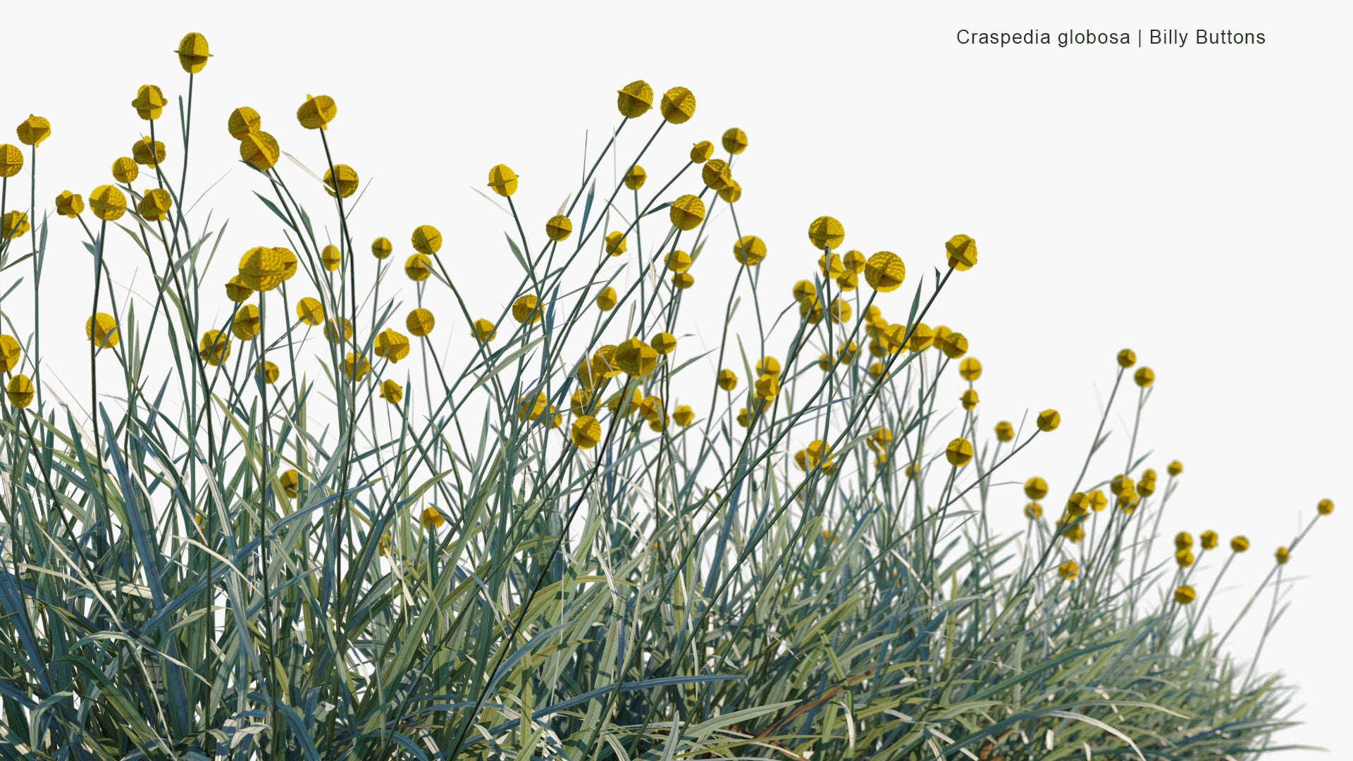 Low Poly Craspedia Globosa - Billy Buttons, Woollyheads (3D Model)