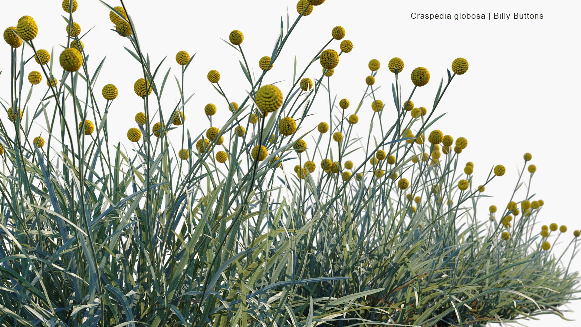 Craspedia Globosa - Billy Buttons, Woollyheads (3D Model)