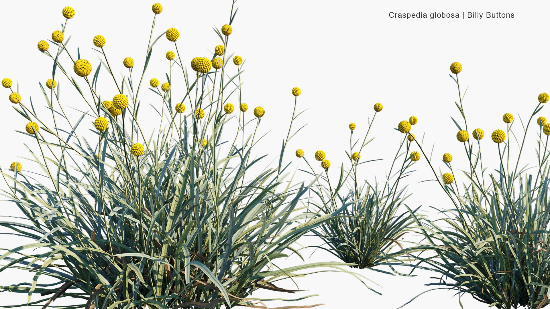 Craspedia Globosa - Billy Buttons, Woollyheads (3D Model)