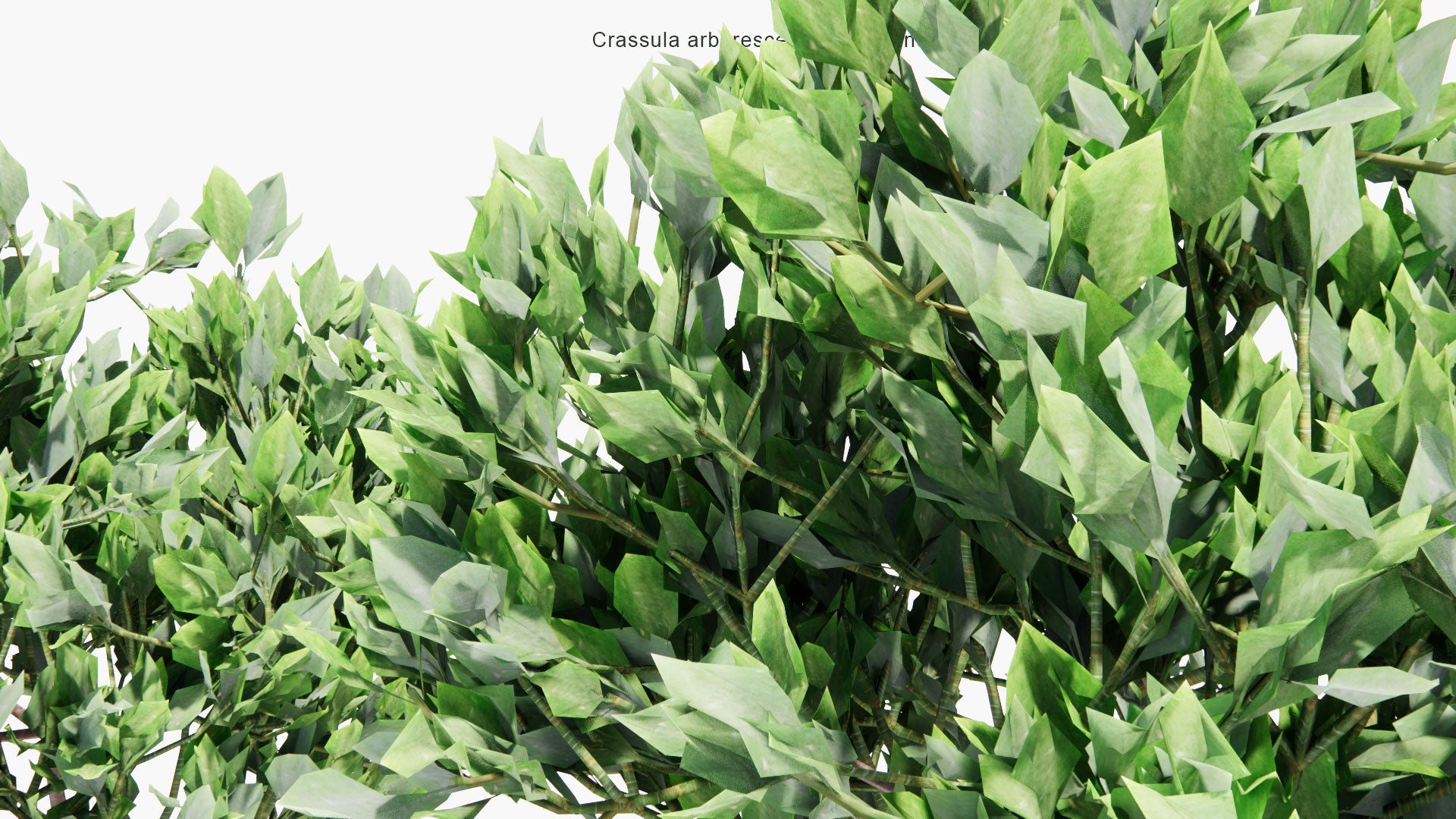 Low Poly Crassula Arborescens Subsp. Undulatifolia 'Max Cook' - Jade Plant Max Cook (3D Model)