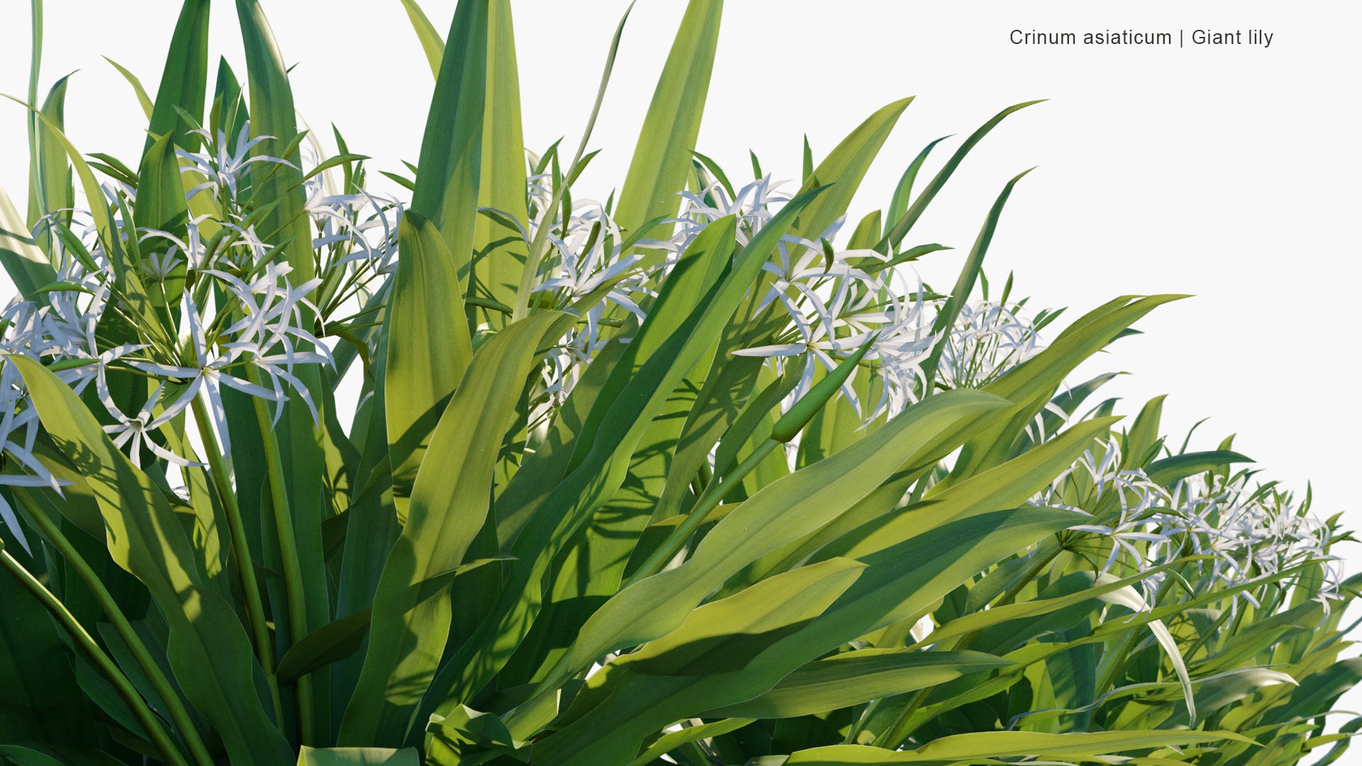 Low Poly Crinum Asiaticum - Poison Bulb, Giant Crinum Lily, Grand Crinum Lily, Spider Lily (3D Model)