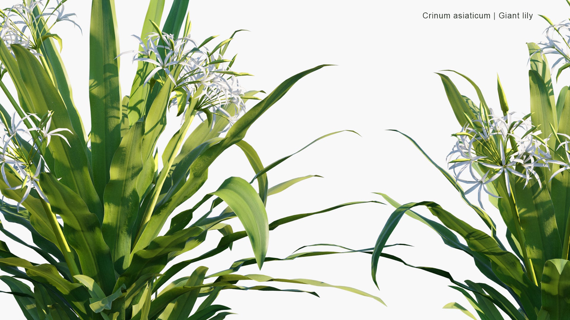 Low Poly Crinum Asiaticum - Poison Bulb, Giant Crinum Lily, Grand Crinum Lily, Spider Lily (3D Model)