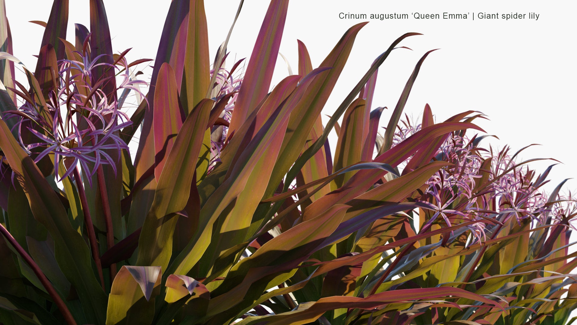 Low Poly Crinum Augustum 'Queen Emma' - Queen Emma Lily, Giant Spider Lily (3D Model)