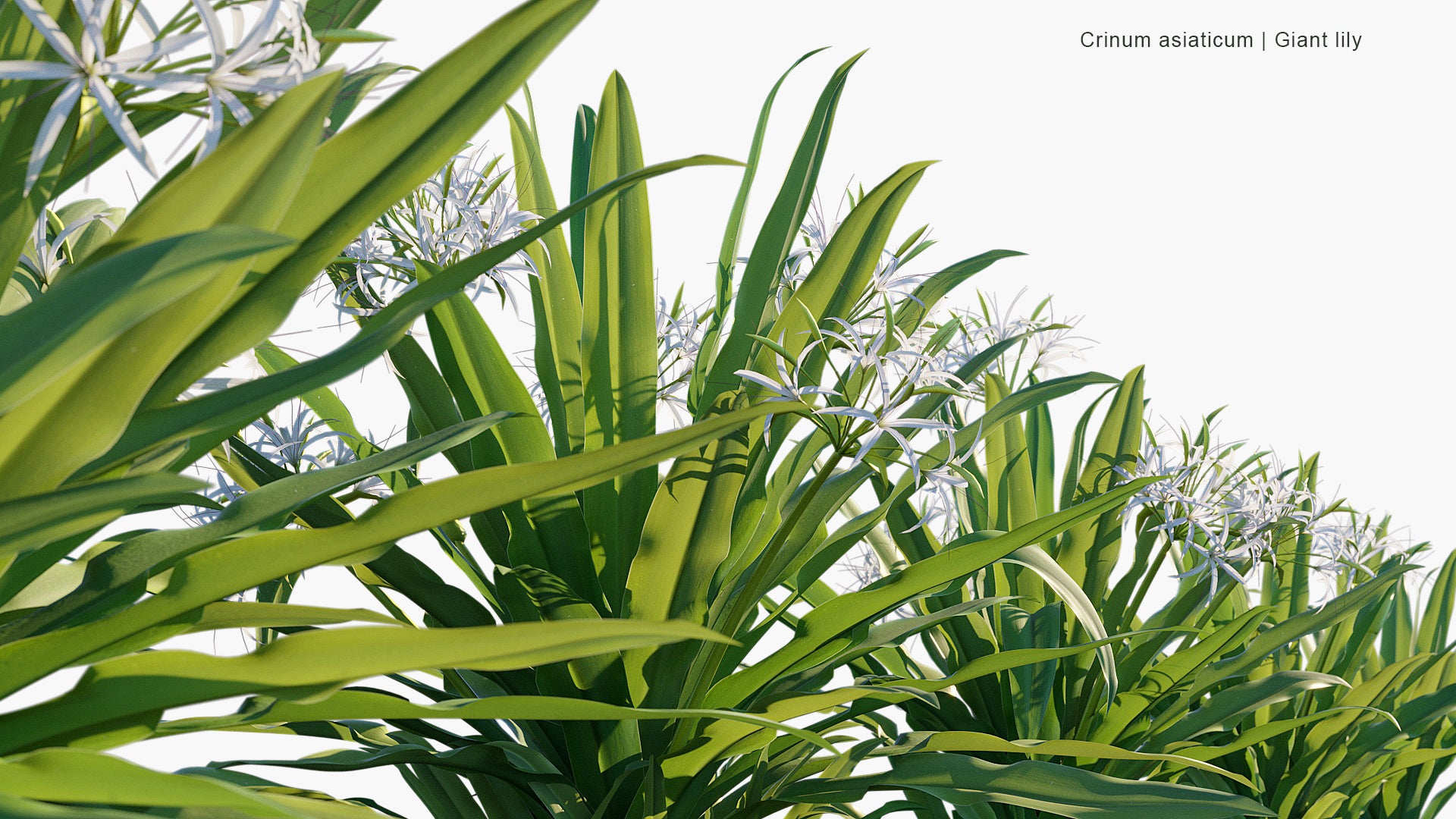 Crinum Asiaticum - Poison Bulb, Giant Crinum Lily, Grand Crinum Lily, Spider Lily (3D Model)