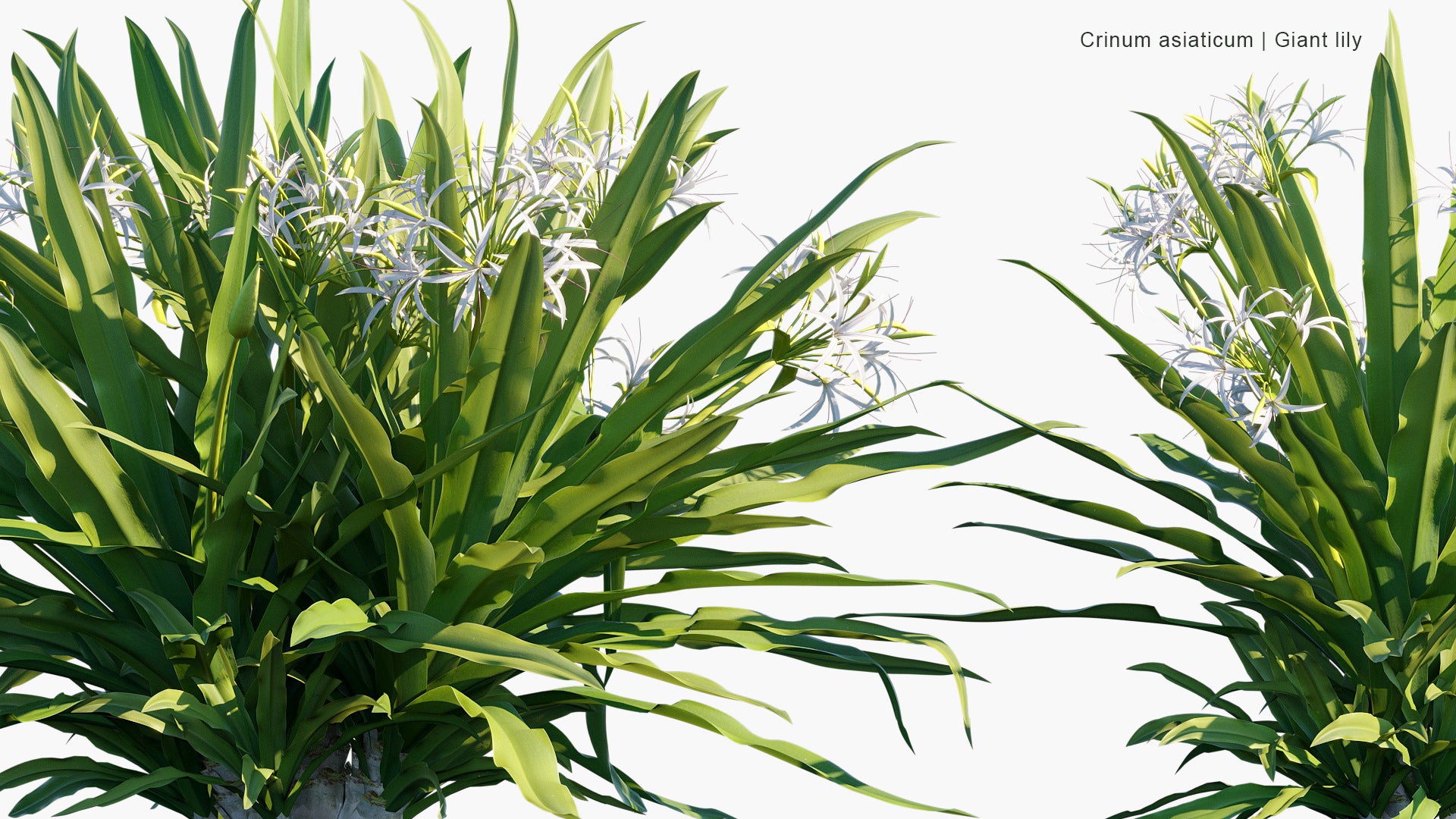 Crinum Asiaticum - Poison Bulb, Giant Crinum Lily, Grand Crinum Lily, Spider Lily (3D Model)