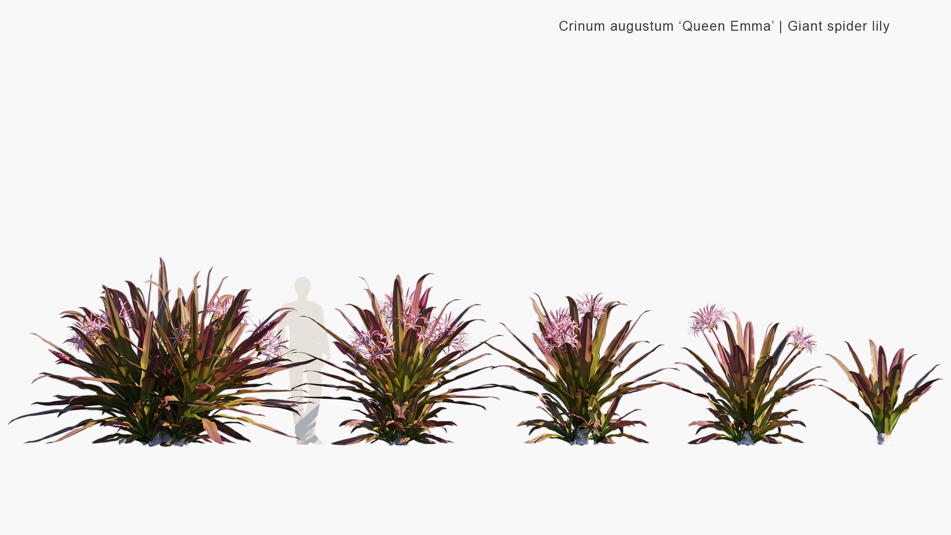 Crinum Augustum 'Queen Emma' - Queen Emma Lily, Giant Spider Lily (3D Model)