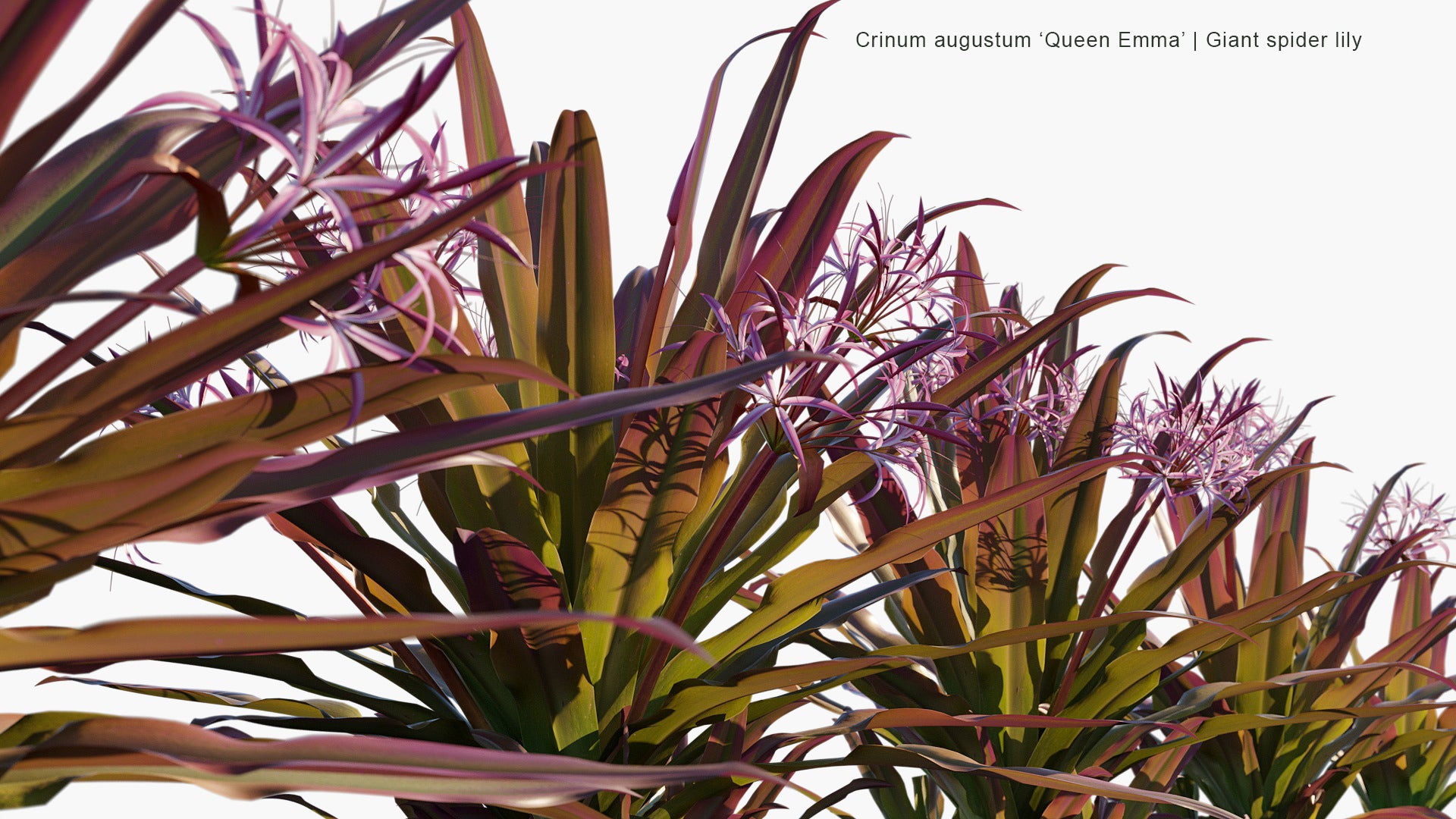 Crinum Augustum 'Queen Emma' - Queen Emma Lily, Giant Spider Lily (3D Model)