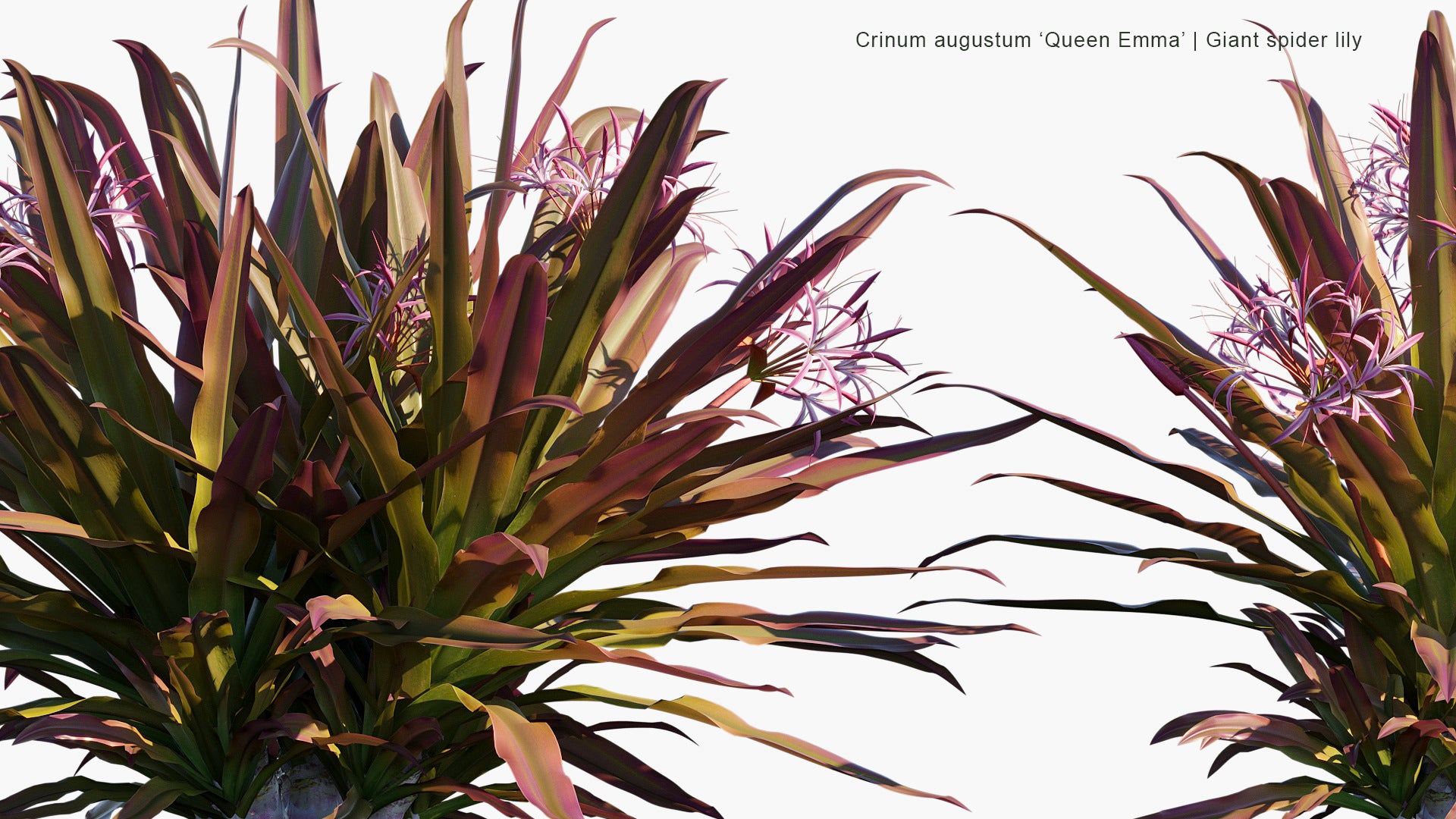 Crinum Augustum 'Queen Emma' - Queen Emma Lily, Giant Spider Lily (3D Model)