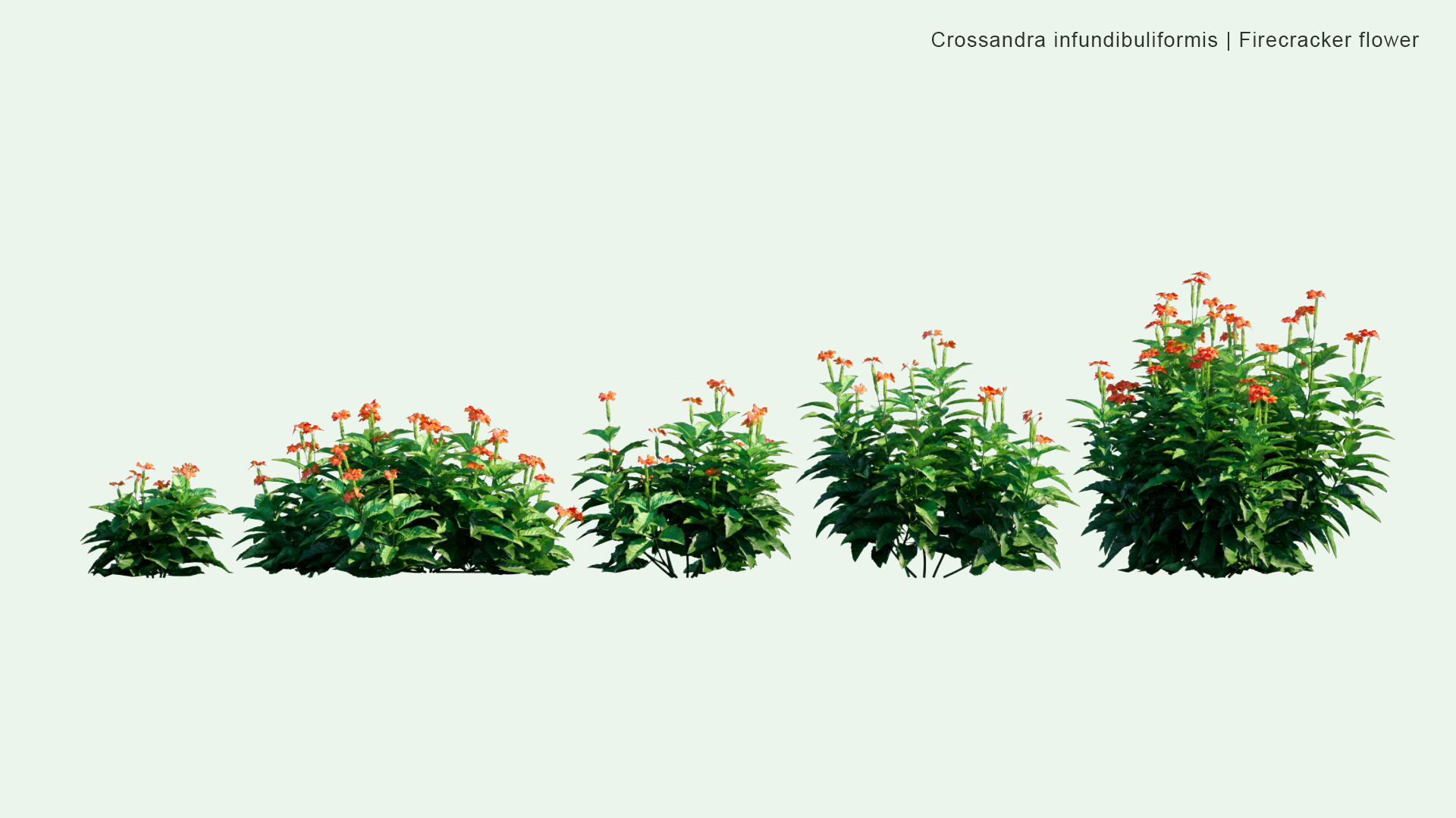 2D Crossandra Infundibuliformis - Firecracker Flower